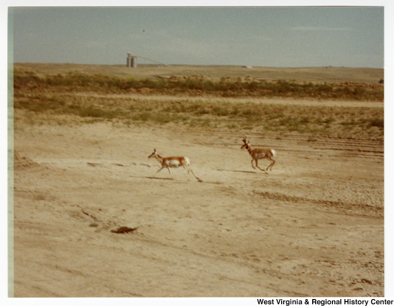 Two pronghorn antelope bucks running at Rocky Mountain Energy plant in Wyoming.