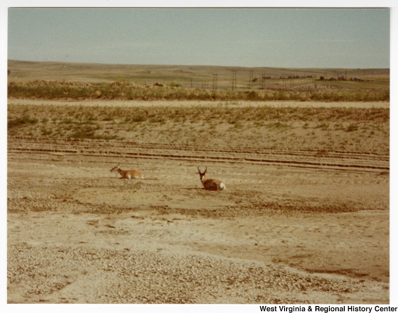 Two pronghorn antelope bucks at Rocky Mountain Energy plant in Wyoming.